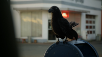 6x07 corneille corbeau corvidé oiseau noir messager