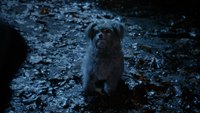 5x18 Toto chien aboiement explication traque piste Sorcière