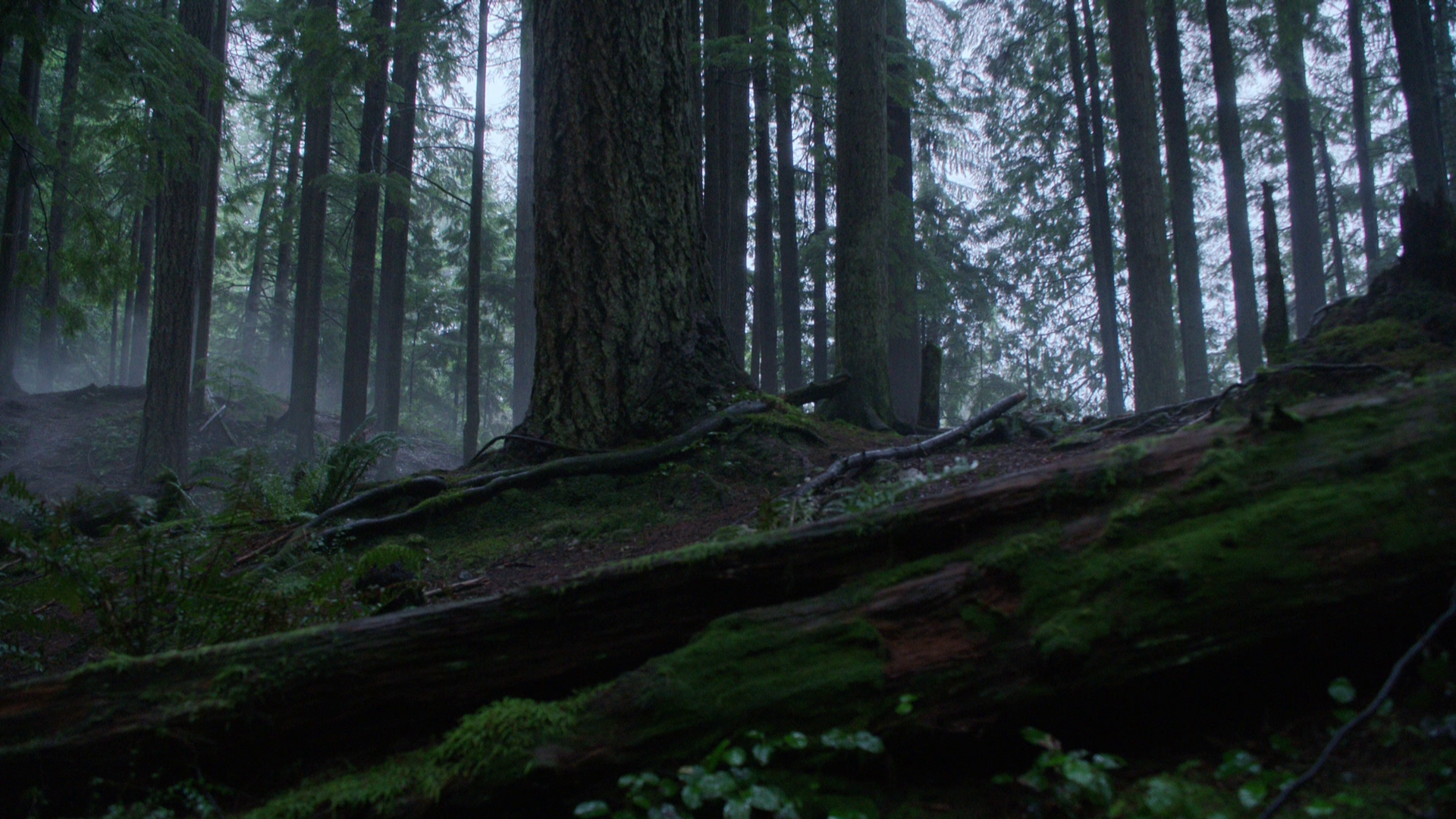 Storybrooke Wilderness Park | Once Upon a Time Wiki ...