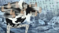 Nikyu nikyu no mi