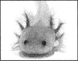 SBS60 5 Axolotl