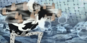 180px-Nikyu