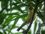 Emberiza sulphurata