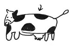 Fusae