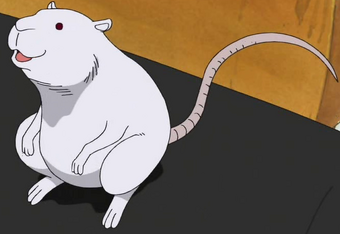 Iceburg One Piece Wiki Fandom