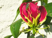 Gloriosa von blumenbiene