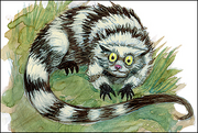 Mapache