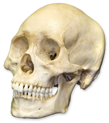 File:Bone zong.jpeg
