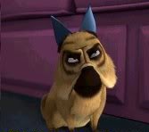 Mcquizzy dog