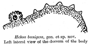 Hehoa Bunigera Opiliones Wiki Fandom Powered By Wikia - hehoa bunigera