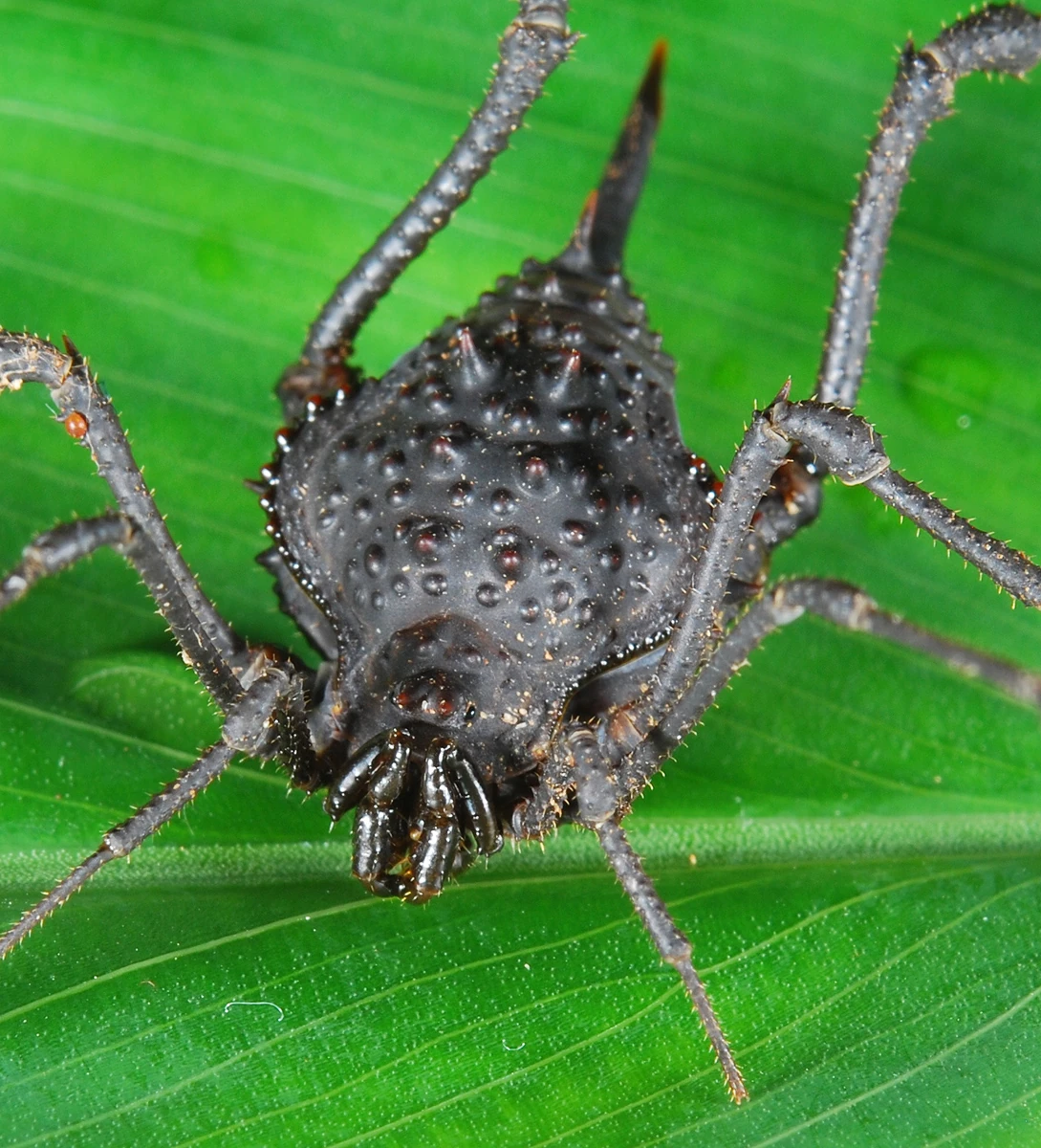 Gonyleptidae Opiliones Wiki Fandom