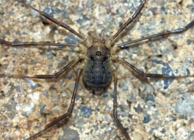 File:Oligolophus hansenii (Kraepelin, 1896) by Stol 2009c.jpg