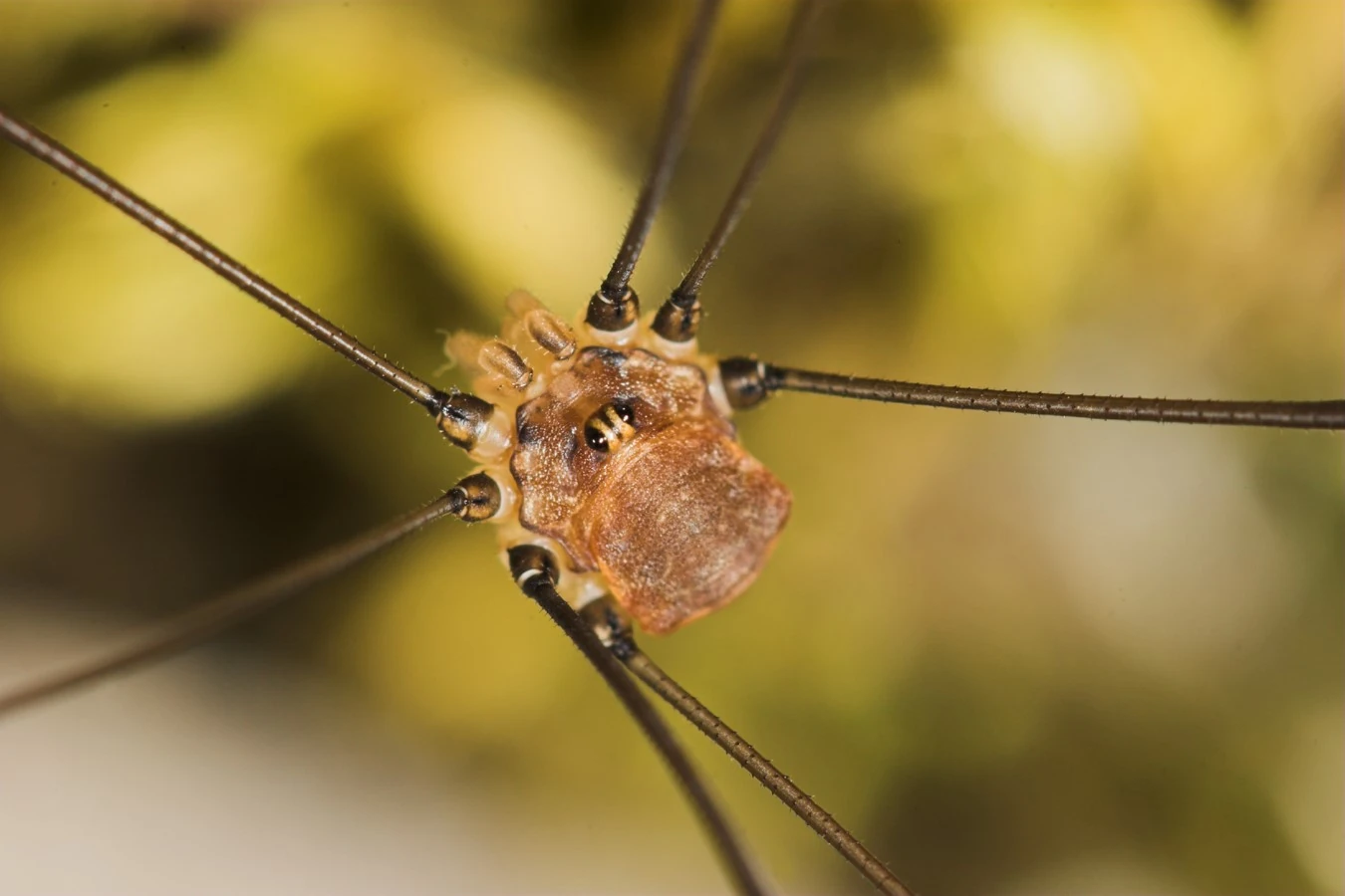 Leiobunum Opiliones Wiki FANDOM powered by Wikia