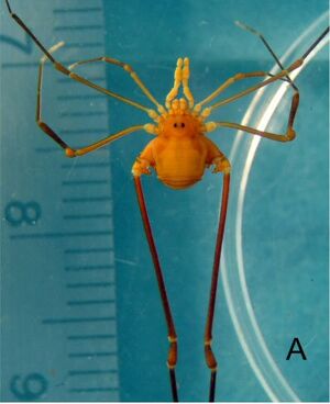 S - undescribed genus MNRJ 4558