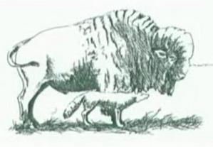 coyote and the buffalo