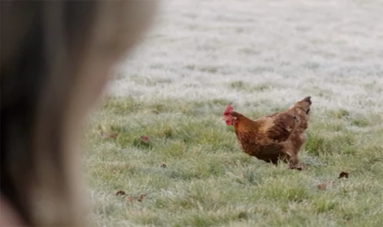 The Chicken Orange Is the New Black Wiki Fandom