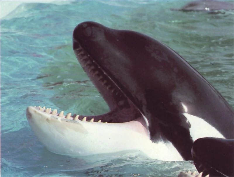 Canuck 2 Orca tank Wiki FANDOM powered by Wikia