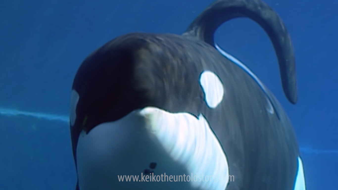 Keiko Orca tank Wiki Fandom