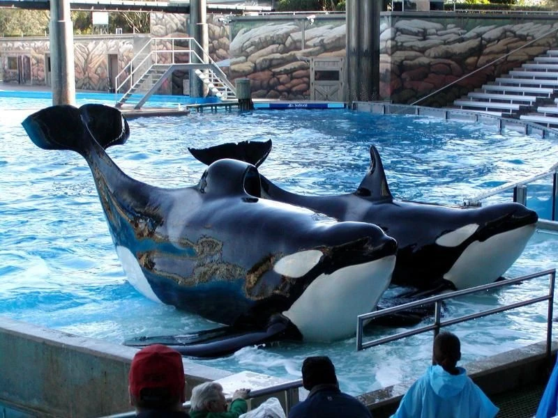 Image Tilikumandtaima jpg Orca Tank Wiki FANDOM Powered By Wikia