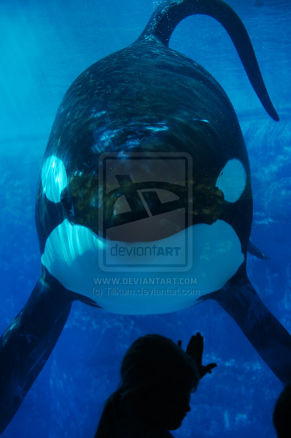 Tilikums Heartbreak Intriguing Tilikum The Orca Facts Controversy Unveiled Youll Feel It - u7bidpk