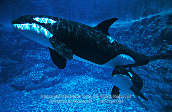 Image Mf9 Brandon Cole Mother Baby Killer Whalejpg Orca Tank