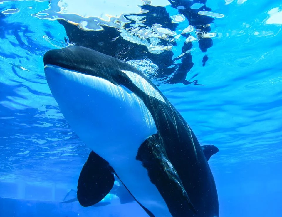 Luna Orca tank Wiki Fandom