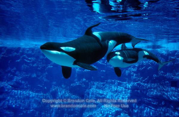 Image Mf441 Brandon Cole Mother Baby Killer Whalejpg Orca Tank