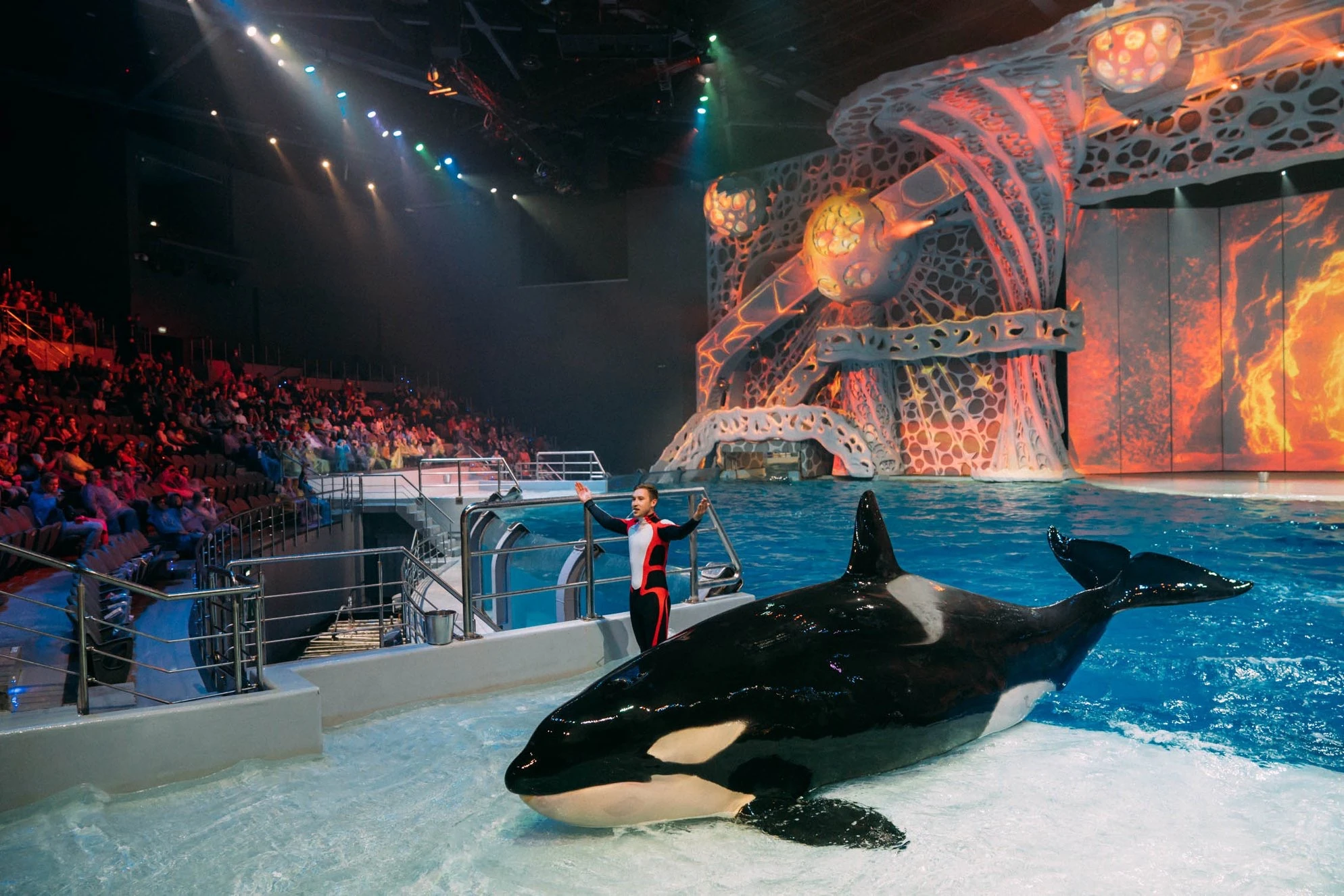 представление в москвариуме на вднх. москвариум вднх зал. москвариум на вднх шоу. представление в москвариуме на вднх. москвариум сектор а2.