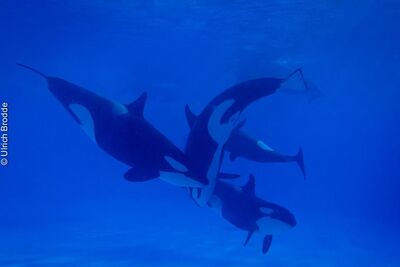 19Tekoa, Skyla, Adan (L to R), Morgan (Bottom), Keto (Back)