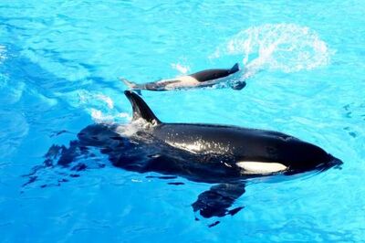 Killer-whale-baby-seaworld-san-diego-500x333