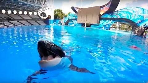 Video - Meet Trua! SeaWorld® | Orca Pod Wiki | FANDOM powered by Wikia