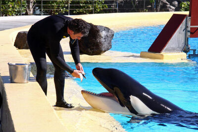 1322671388961 111130 tfe orca loroparque 01