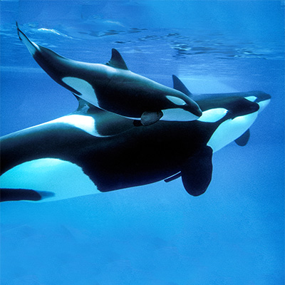 E5373f694ea14effba7e7cb33d92bd0c pic-sw-killer-whale-reproduction-01--400x400