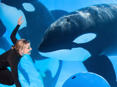 Killer-whales-at-SeaWorld-Orlando
