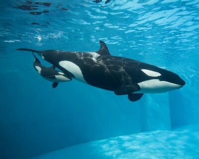 Kalia's calf 34