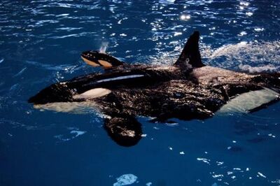 Babykillerwhale1 7 10-500x332