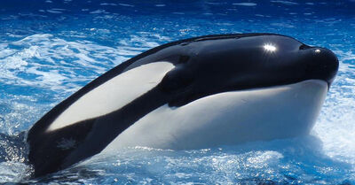 Tilikum 728333