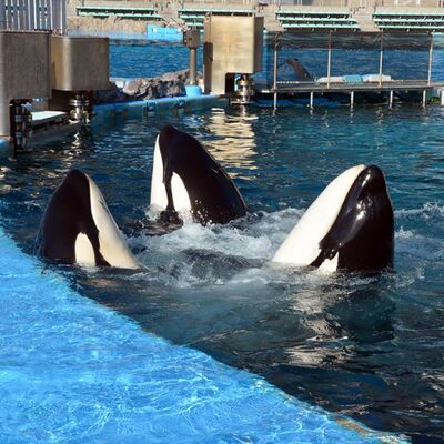 Category:Stella's Gallery | Orca Pod Wiki | FANDOM powered by Wikia