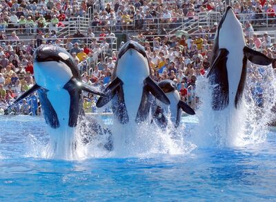 Shamu-Show-Courtesy-SeaWorld-San-Diego-opt