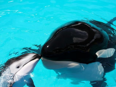 Viral Video: Dolphin attacks Florida trainer during Miami Seaquarium show