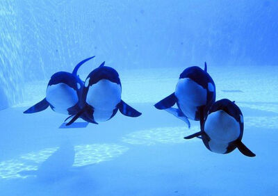 Loro parque orca show