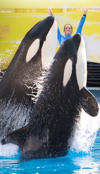 Category:Nalani's Gallery | Orca Pod Wiki | FANDOM powered by Wikia