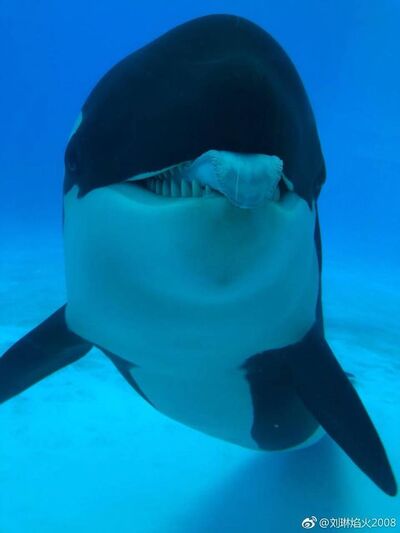 Category:Chimelong's Orca Gallery | Orca Pod Wiki | FANDOM powered by Wikia