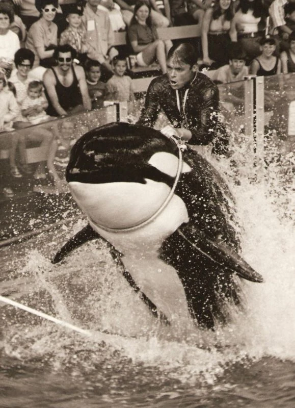 Category:Canuck | Orca Pod Wiki | FANDOM powered by Wikia