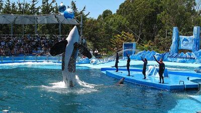 Delfines1