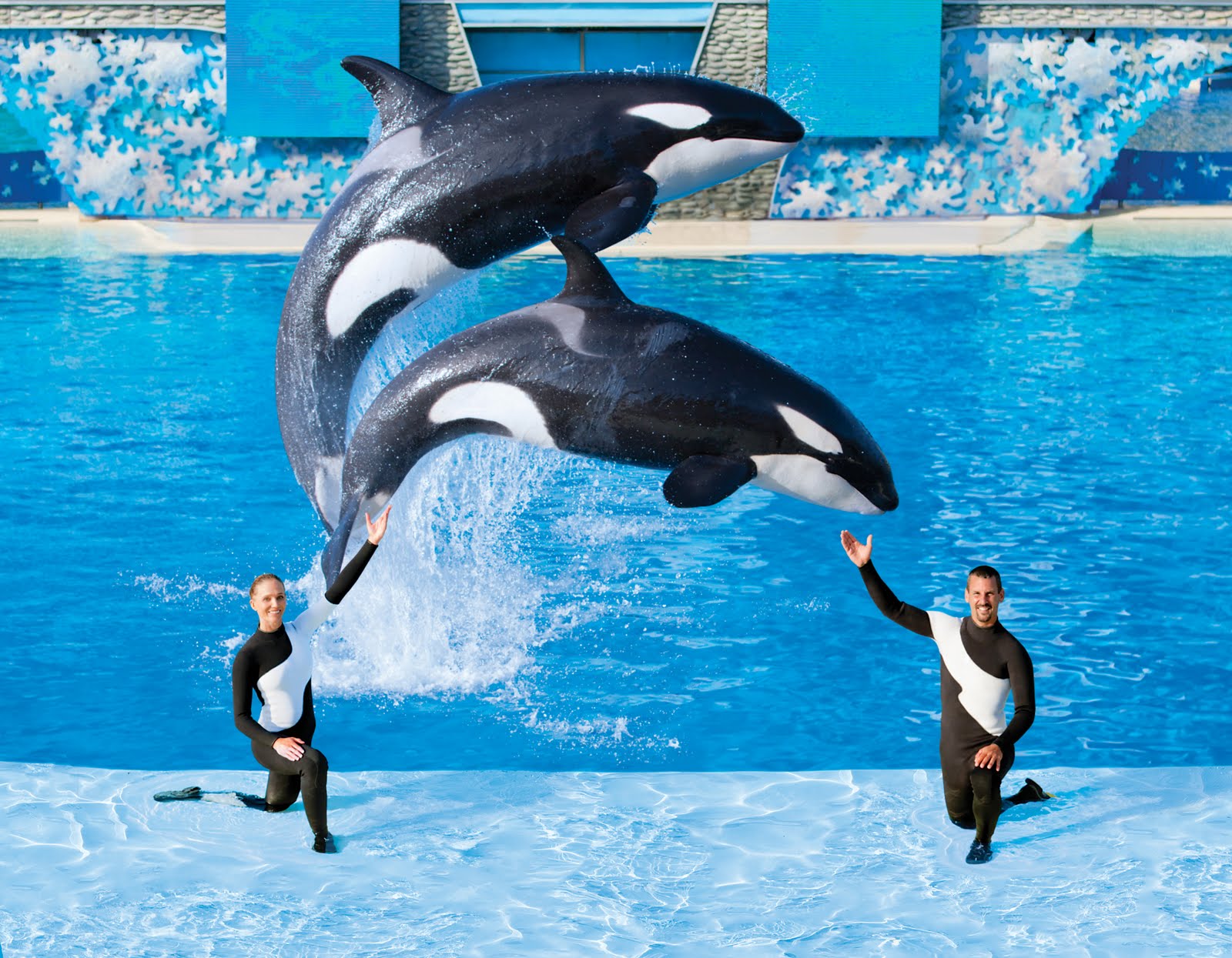 Image - SeaWorld Shamu and Trainers.jpg | Orca Pod Wiki | FANDOM