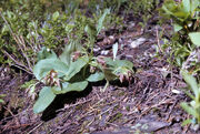 Cypripedium fasciculatum habitat