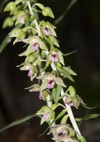 File:Epipactis helleborine 16.jpg