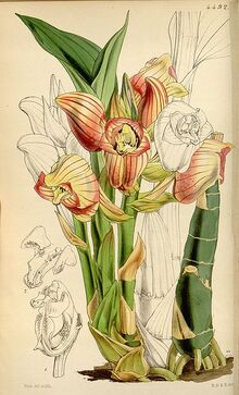 364px-Acanthephippium javanicum