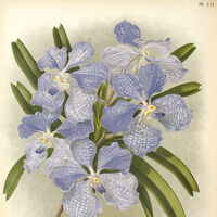 Vanda Orchids Wiki Fandom
